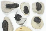 Lot: Assorted Devonian Trilobites - Pieces #80640-3